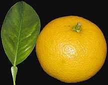 Golden Special Grapefruit