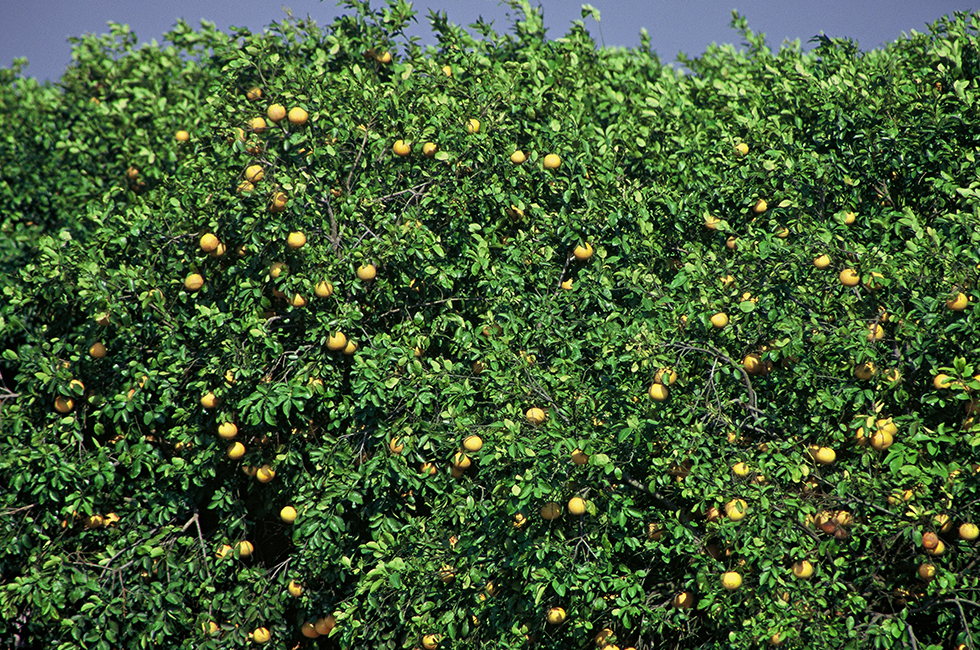 Well before fruit appears, we spend long days pruning trees, giving them proper nutrition, and efficiently delivering their life-giving water. When the grove is decorated with bright, healthy citrus, we know all of our work is well worth it.