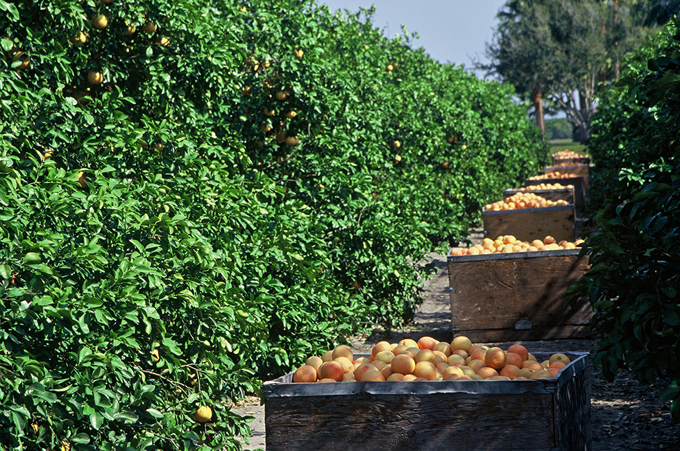Our love of farming and dedication to the land that supports it, not only preserves open space filled with plant life, but helps us harvest remarkable crops like these Ruby Red Grapefruit.