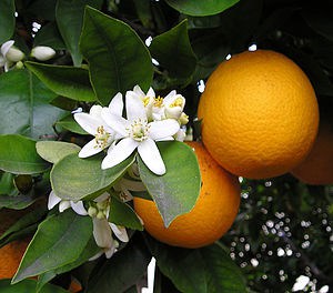 Orange blossom and oranges. Taken by Ellen Lev...