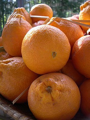 Sicilian oranges