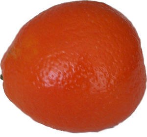 Tangelo fruit