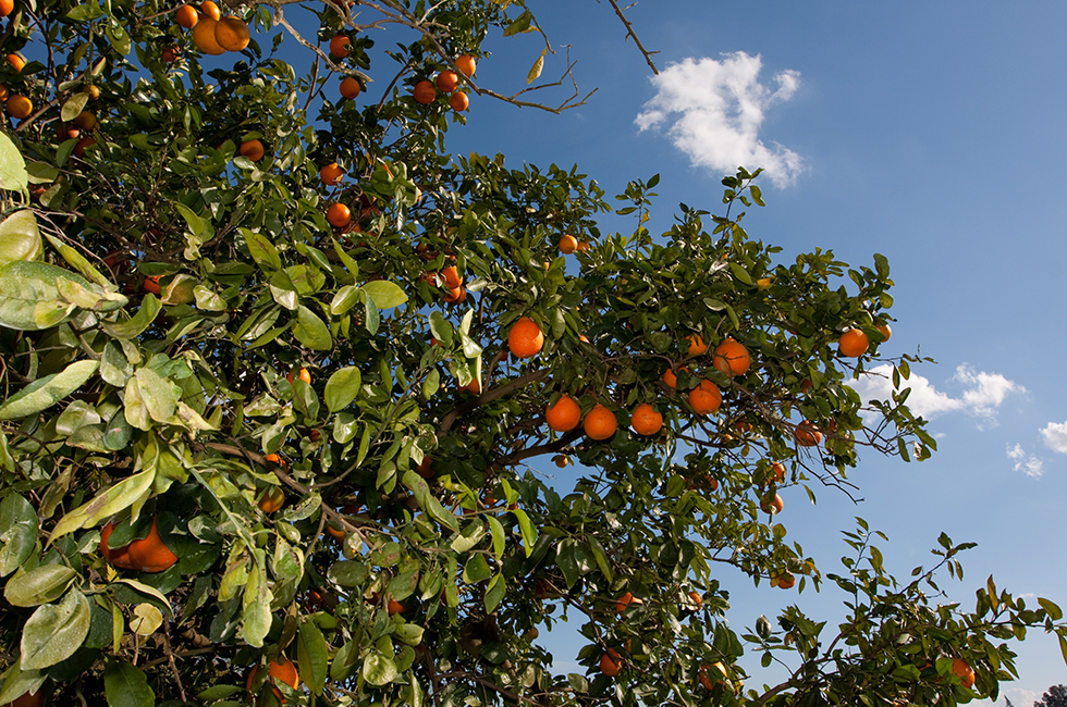 Honeybells are a cross between the richly flavored Dancy Tangerine, and the honey-sweet Duncan Grapefruit. The result is a 3-inch delight that is bell-shaped, easy to peel, has very few seeds, and a treasured taste.