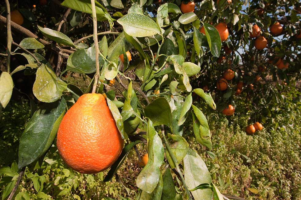 A thin skin makes Honeybells easy to peel, but also makes them far more delicate in the field. We cradle each individual Honeybell by hand and pick them by clipping the stem. This method is slower, but we do it to ensure that your Honeybells always arrive in perfect condition.