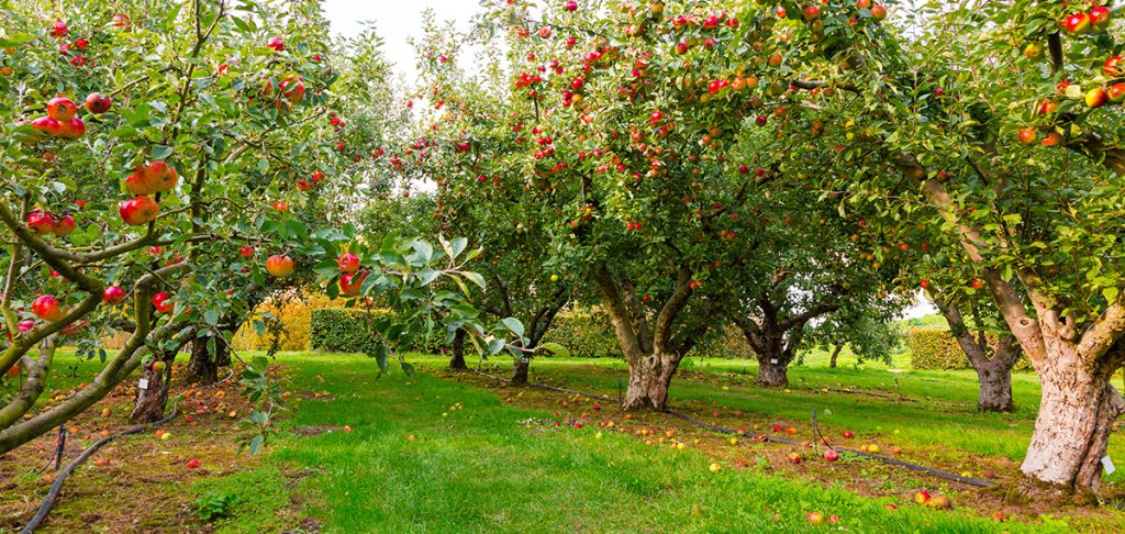 Apple grove