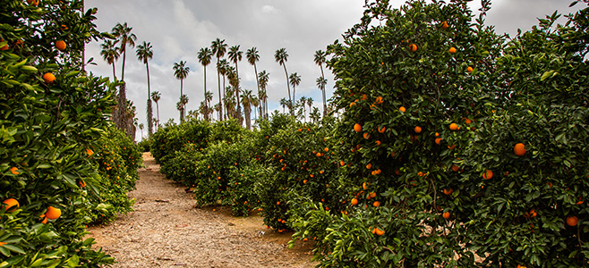 cara cara grove pittman davis grove update 2024