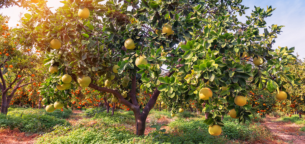 october 2024 grove update