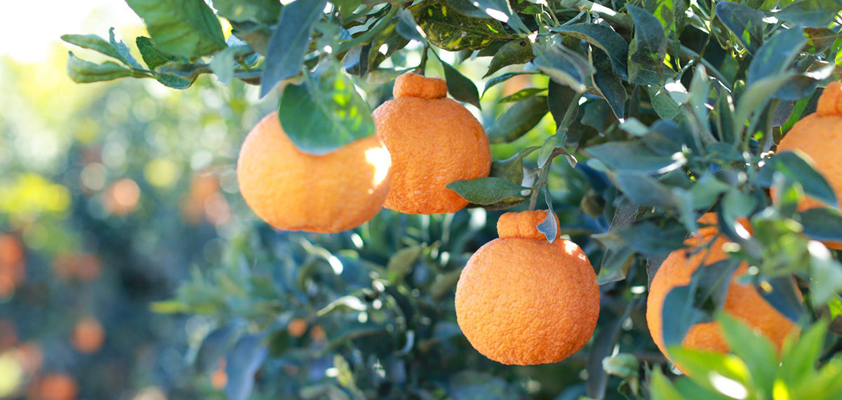 golden honeybells for sale and delivery