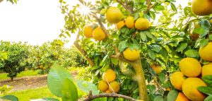 grapefruit grove update pittman and davis 2026