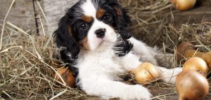 can dogs eat onions