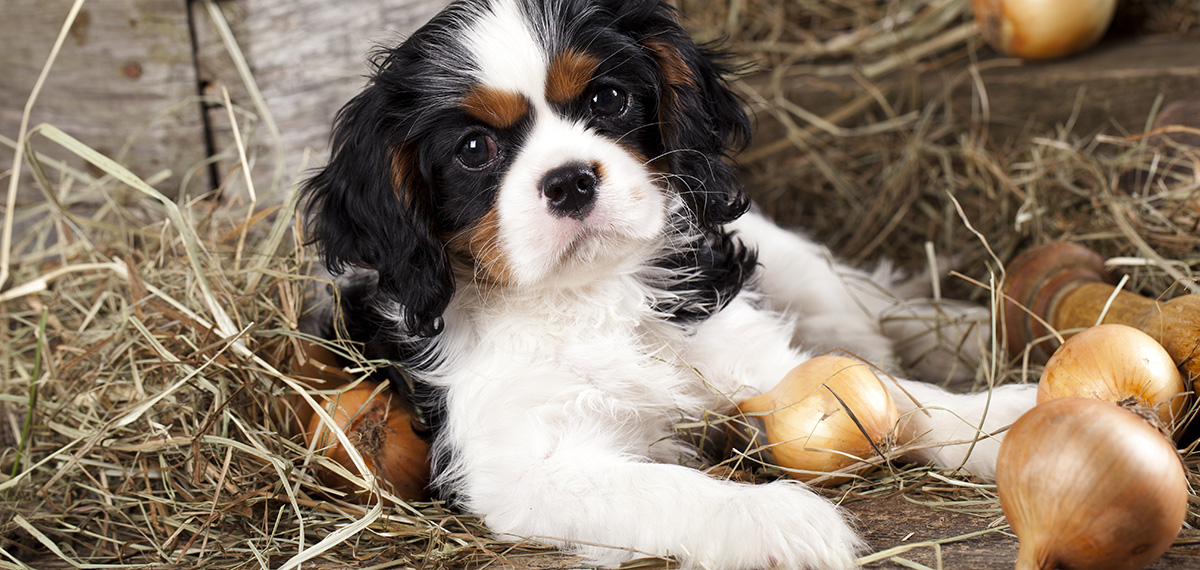 can dogs eat onions