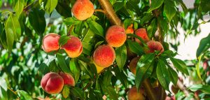Georgia Peaches Farm Grove Update